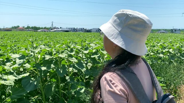 Lady looks at field as result agronomy. Slow motion video: lady looking at sunflowers and seeing success agronomy. Concept: sunflower seeds source of vegetable oil, without agronomy this is impossible