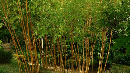 Garden and golden Chinese timber bamboo in Waterford Ireland