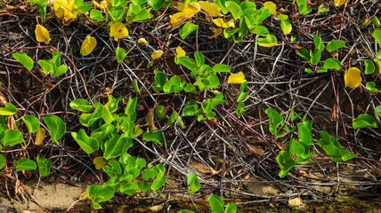 Raízes expostas em manguezal, ecossistema essencial para a biodiversidade e proteção costeira. Fernando de Noronha, PE