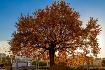 Majestic backlit oak tree with golden autumn foliage glowing in sunset light at VDNKh exhibition center, with sun rays filtering through vibrant yellow leaves against blue sky. Moscow, Russia.

