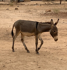 Africa Donkey