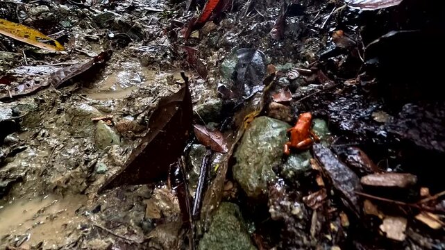 A poison dart frog - Oophaga sylvatica (Diablito or Little Devil Poison Frog), jumping on the muddy forest floor - wild nature frog