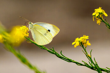 Cabbage Butterfly feeding on nectar