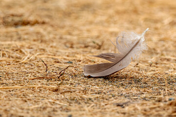 Isolated feather on the ground