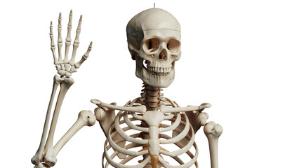 skeleton of a skeleton