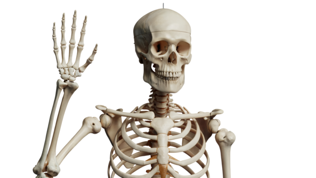 skeleton of a skeleton