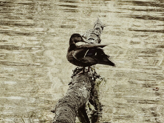 Duck Resting on a Log in Calm Water
