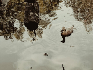 Duck Swimming Alone In Calm Forest Lake