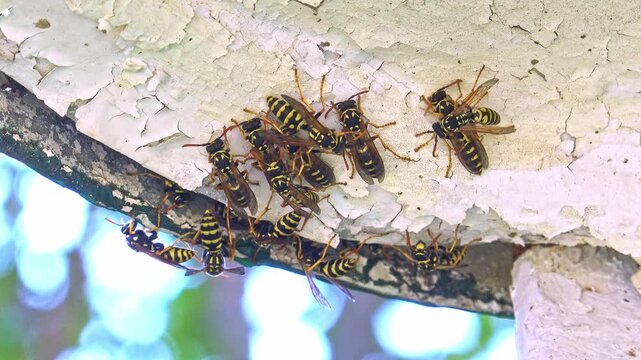 wasp building nest in the garden
