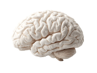 The human brain is rendered in white, with quite good detail.