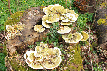 Lumpy Bracket, Trametes gibbosa, a tree fungus, Germany
