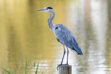 Grey Heron By Lake - Yellow Background