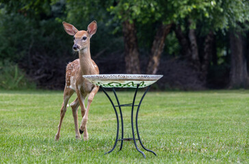 Close up view of a white-tailed deer fawn standing on a grass lawn, drinking at a glass bird bath