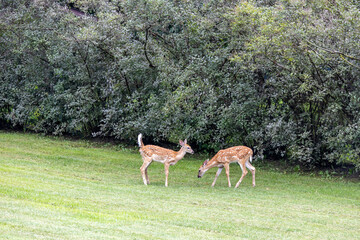 Close up view of a pair of twin white-tailed deer fawns standing on a grass lawn along a hedge