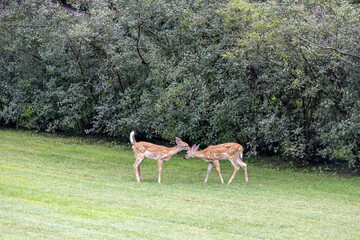 Close up view of a pair of twin white-tailed deer fawns standing on a grass lawn along a hedge, grooming each other