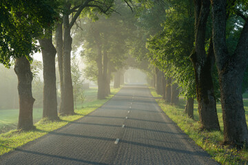 road through an alley of trees on a foggy morning