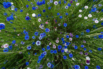field of flowers © talavietis