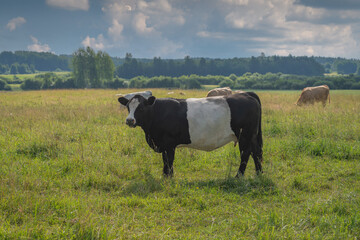 cows on a meadow © talavietis