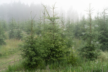 young spruce forest on a foggy morning