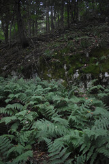 Sentier Falaise La Rouche 17 Août 2025