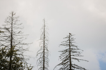 Bird of prey perched on a bare treetop surveying the landscape