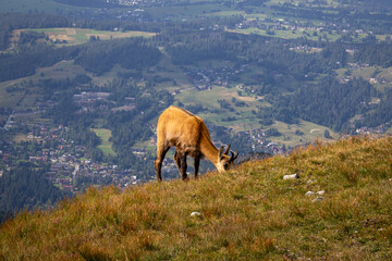 kozica górska © ukasz