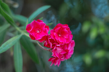 Bright pink oleander flowers in bloom