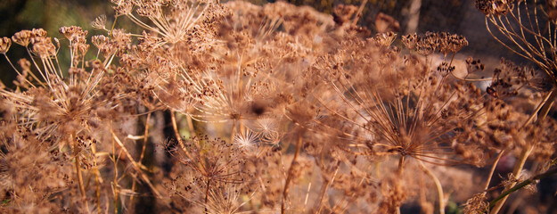 A dill stalk with seeds in the garden, a close-up with seeds. Dry ripe dill seeds.