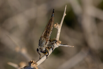 Robber Fly with Bee Prey on Branch – Macro Nature Photography