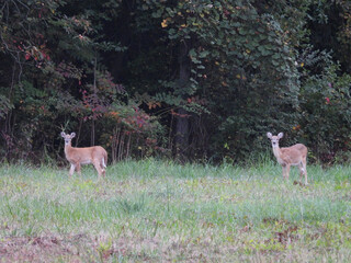 Whitetail deer, enjoying a beautiful autumn day, living within the woodland forest of the Bombay...