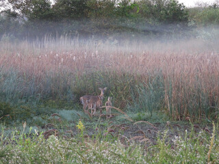 Mommy whitetail deer, and her babies, enjoying an early morning stroll through the wetlands of the...