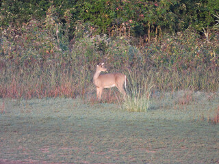 White-tailed deer roaming the wetlands, during the early morning hours. Bombay Hook National Wildlife Refuge, Kent County, Delaware. 