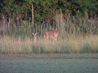 White-tailed deer roaming the wetlands, during the early morning hours. Bombay Hook National...