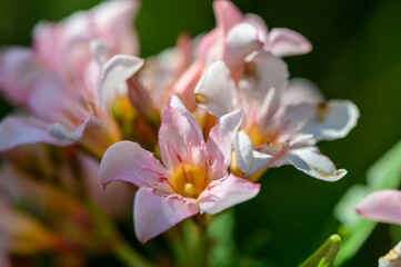 Pink Oleander Flowers on Cyprus — Toxic Plant
