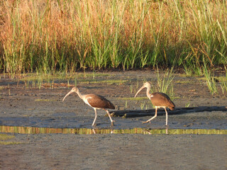 A pair of immature, juvenile, American white ibises, walking through the muddy wetlands of the...