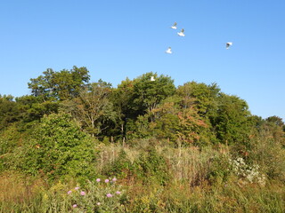The natural beauty, early autum colors, of the wilderness within the Bombay Hook National Wildlife Refuge, Kent county, delaware. 