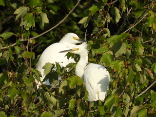 A pair of snowy egrets, perched in a tree, within the Bombay Hook National Wildlife Refuge, Kent...
