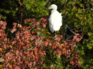 Snowy egret perched on a tree branch, during the early autumn season. Bombay Hook National Wildlife...