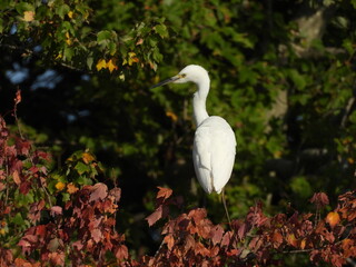 Snowy egret perched on a tree branch, during the early autumn season. Bombay Hook National Wildlife...
