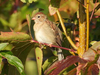 A field sparrow perched on a branch, within the wetland forest of the bombay Hook National Wildlife Refuge, Kent County, Delaware.