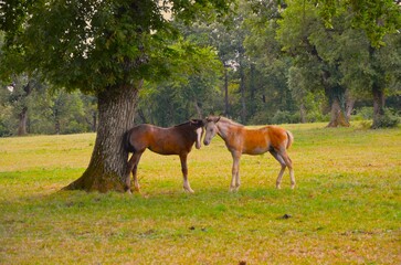 Young horses on the field relaxing
