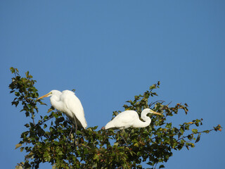 A pair of great egrets perched in a tree, under sa blue sky. Bombay Hook National Wildlife Refuge,...