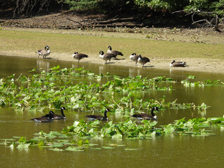Canadian geese living within the wetlands of the Bombay Hook National Wildlife Refuge, Kent County,...