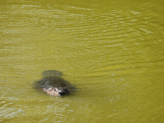 A beaver swimming within the wetland waters of the Bombay Hook National Wildlife Refuge, Kent County, Delaware. 