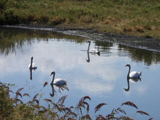 Mute swans, swimming within the wetland waters, of the Bombay Hook National Wildlife Refuge, Kent...