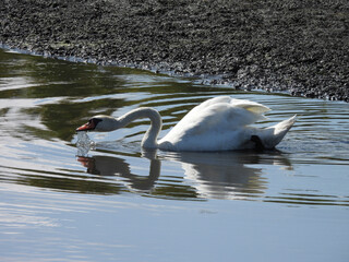 A hungry mute swan, foraging the wetland waters for aquatic plants to eat. Bombay Hook National...