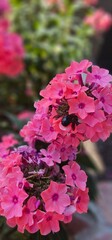 pink garden phlox flower with bee