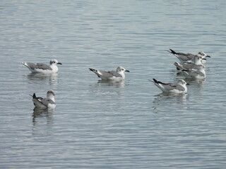 A small group of laughing gulls, nonbreeding adults, swimming within the wetland waters of the...