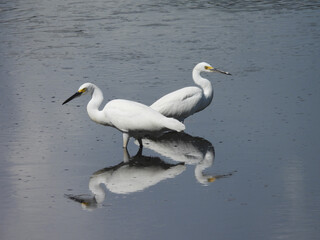 A pair of snowy egrets, standing within the wetland water. Bombay Hook National Wildlife Refuge,...