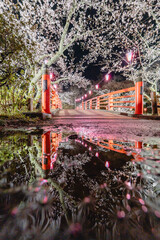 小見川城山公園の夜桜と赤い橋のリフレクション